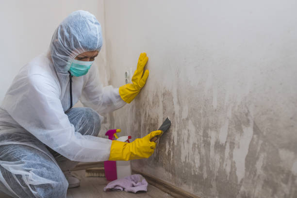 Best Industrial Mold Remediation in Pulaski, VA