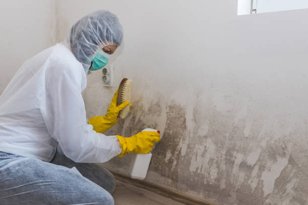 Best Health and Safety Mold Remediation in Pulaski, VA