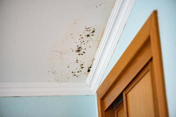 Best Post-Flood Mold Remediation in Pulaski, VA
