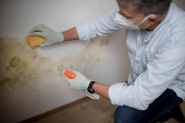 Best Residential Mold Remediation in Pulaski, VA