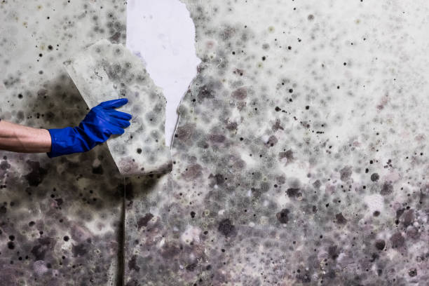 Best Insurance-Related Mold Remediation in Pulaski, VA