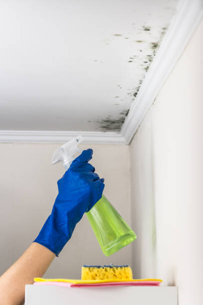 Pulaski, VA Mold Remediation Company